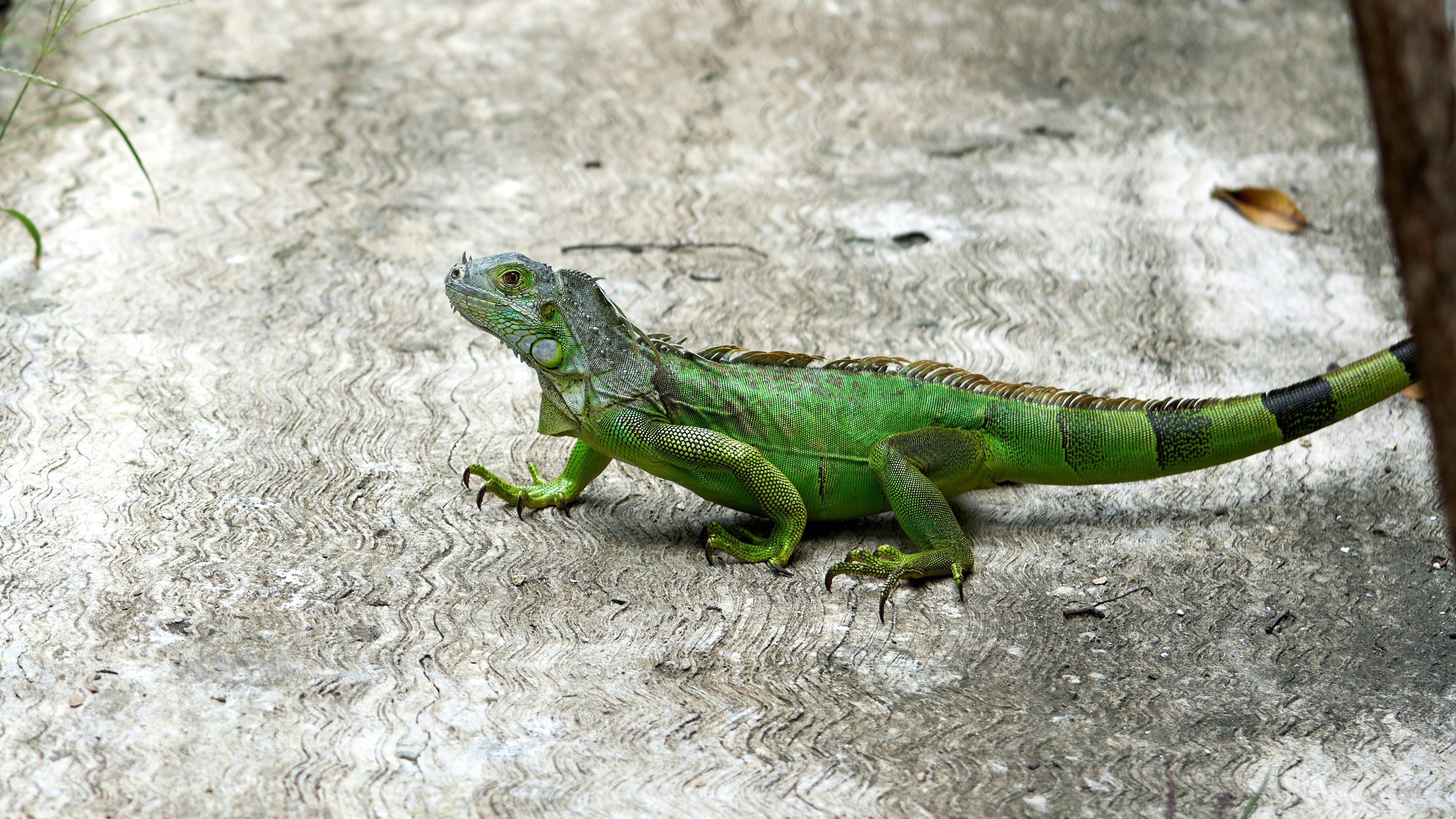 green and white iguana on gray concrete wall